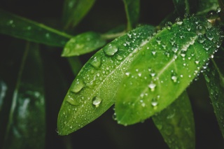 水滴绿叶微距清新环境