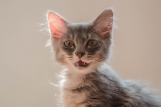 可爱的狸花猫摄影图
