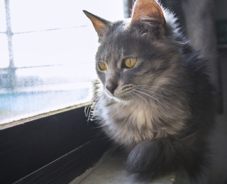 看风景的猫咪摄影图片